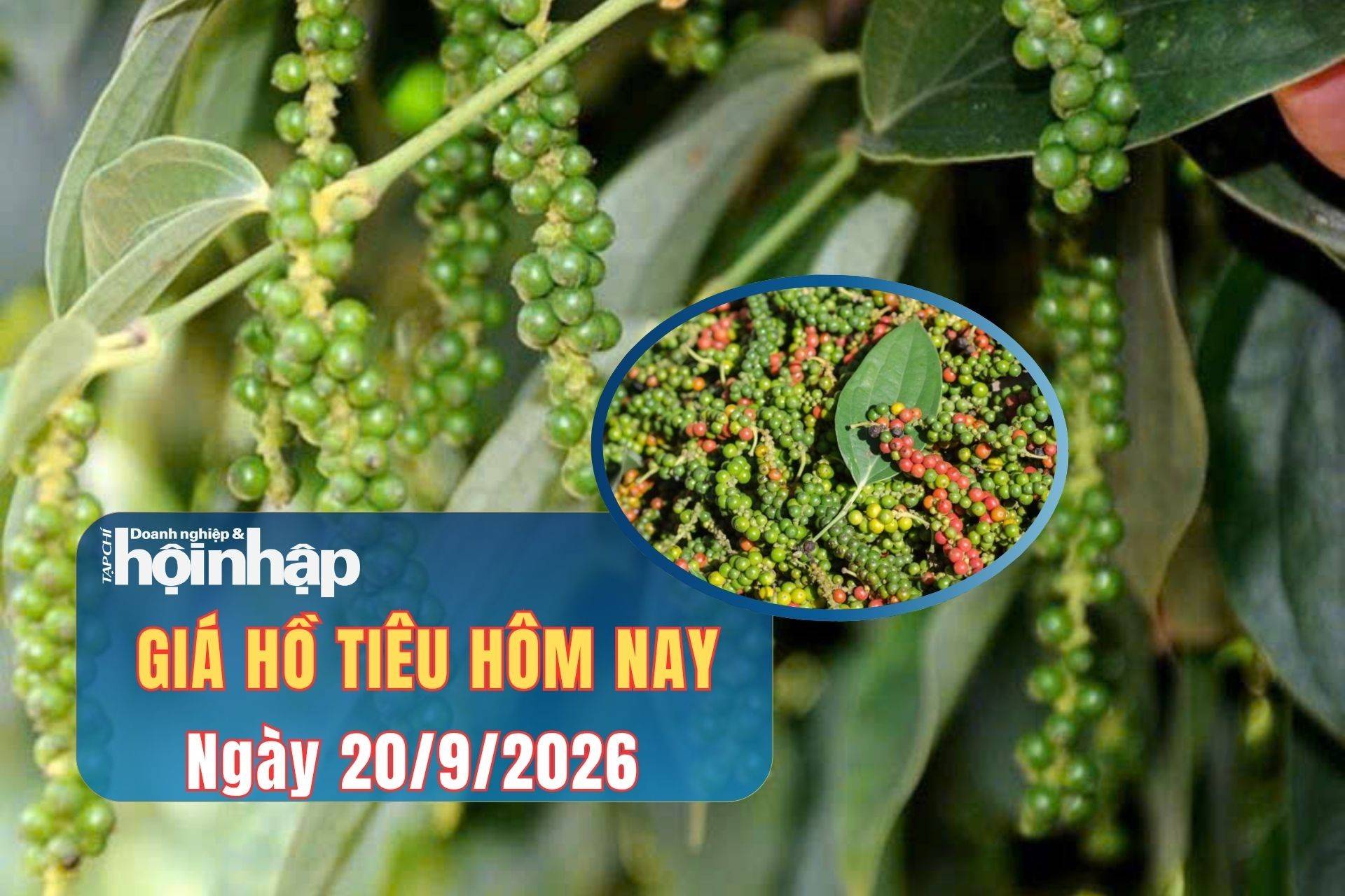 Giá tiêu hôm nay 19/9/2026: Thị trường nội địa đi ngang, Malaysia tập trung vào tiêu cao cấp